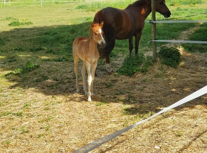 Bed & Breakfast D'hôtes De La Vallée 4*